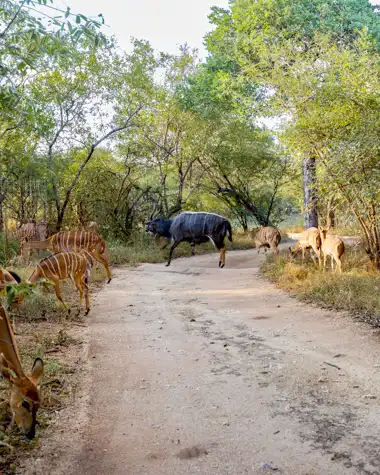 Hoedspruit Bush Cottage