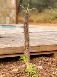 Hoedspruit Bush Cottage