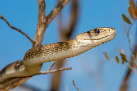 © Hoedspruit Reptile Centre