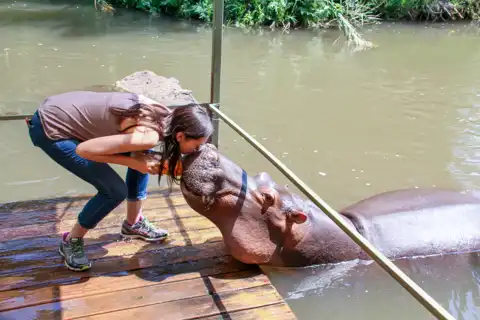 © Jessica the Hippo