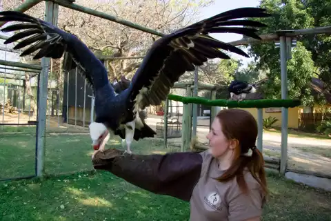 © Moholoholo Wildlife Centre