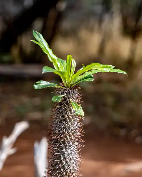 Hoedspruit Bush Cottage