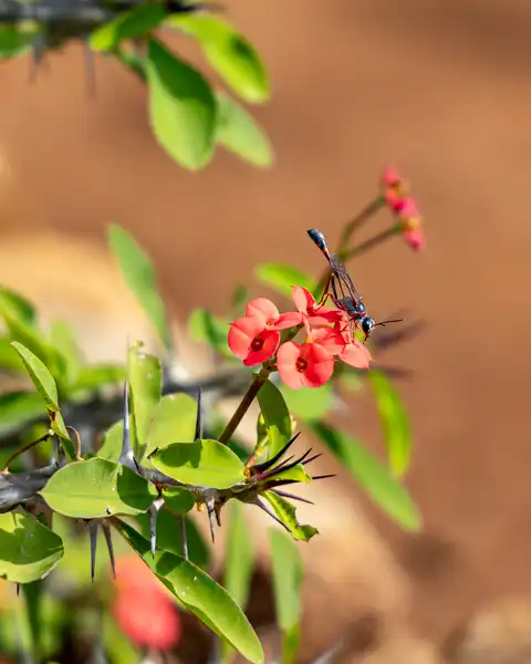 Hoedspruit Bush Cottage