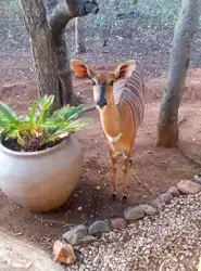 Hoedspruit Bush Cottage