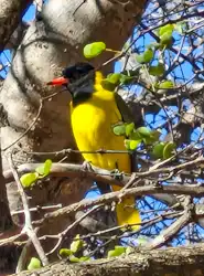 Hoedspruit Bush Cottage
