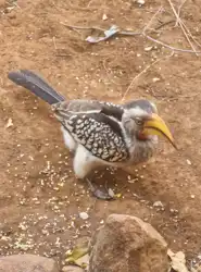 Hoedspruit Bush Cottage