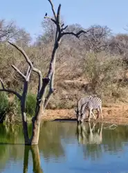 Hoedspruit Bush Cottage