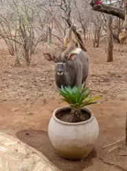 Hoedspruit Bush Cottage
