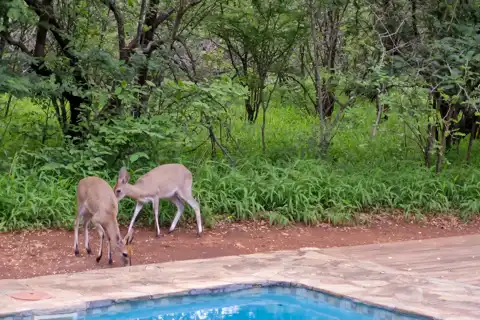 Hoedspruit Bush Cottage