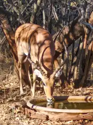Hoedspruit Bush Cottage
