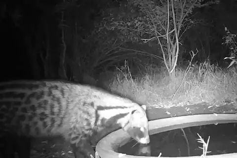 Rare African Civet Sighting
