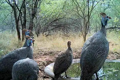 Guinea Fowl Flock Visit