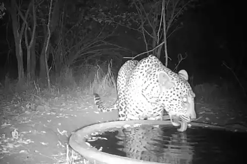 Leopard Returns at Midnight