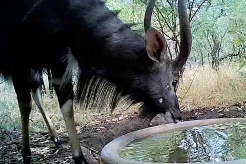 Nyala Visits the Water Bowl