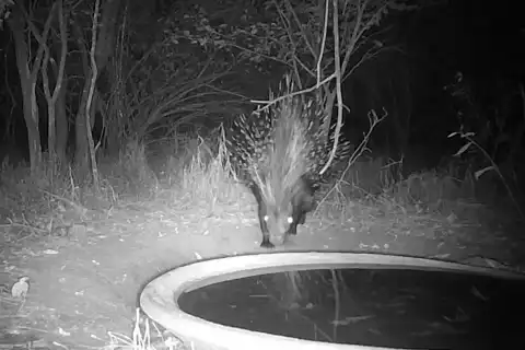 Nighttime Porcupine Visit