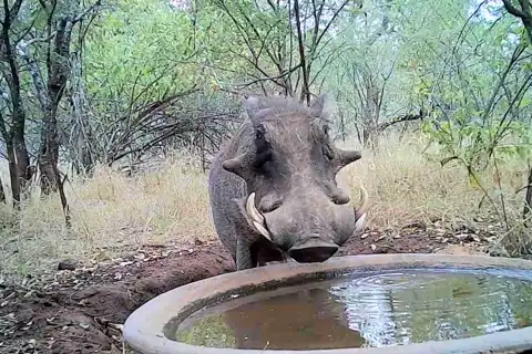 Warthog at the Water Bowl