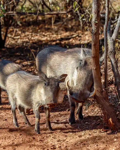 Hoedspruit Bush Cottage