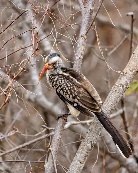 Hoedspruit Bush Cottage