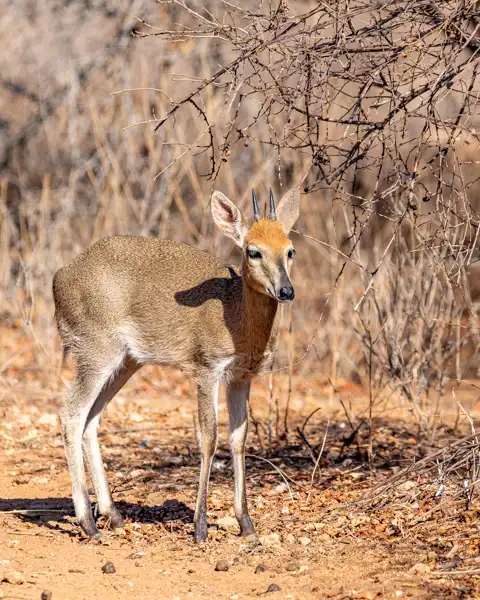 Hoedspruit Bush Cottage