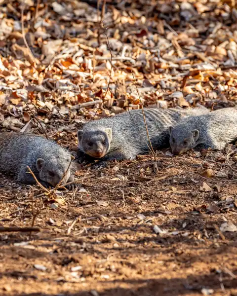 Hoedspruit Bush Cottage