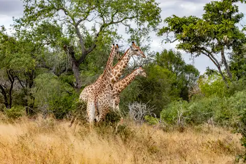 © The Guys - Professional Photographers & Designers - www.theguys.co.za