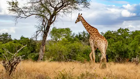 © The Guys - Professional Photographers & Designers - www.theguys.co.za